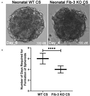 Fibulin-3 Deficiency Protects Against Myocardial Injury Following Ischaemia/ Reperfusion in in vitro Cardiac Spheroids